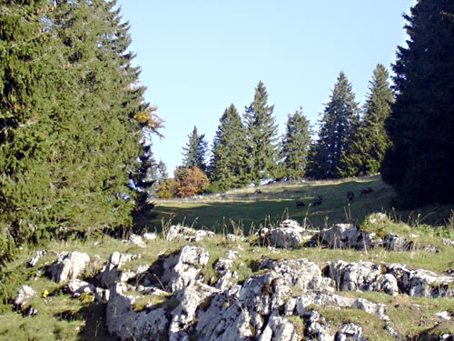 cliquez ici pour fermer la fen&ecirc;tre