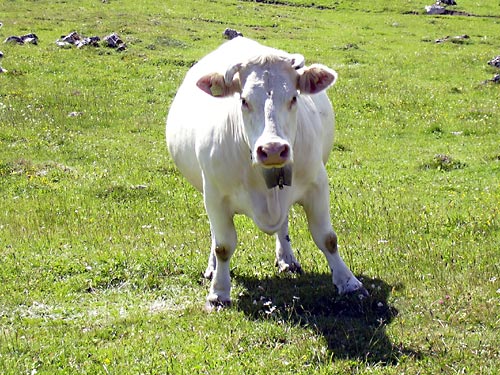 cliquez ici pour fermer la fen&ecirc;tre