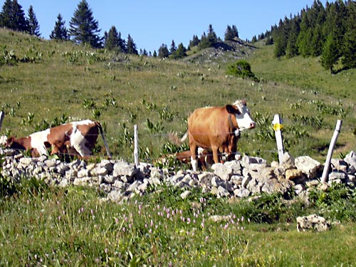 cliquez ici pour fermer la fen&ecirc;tre