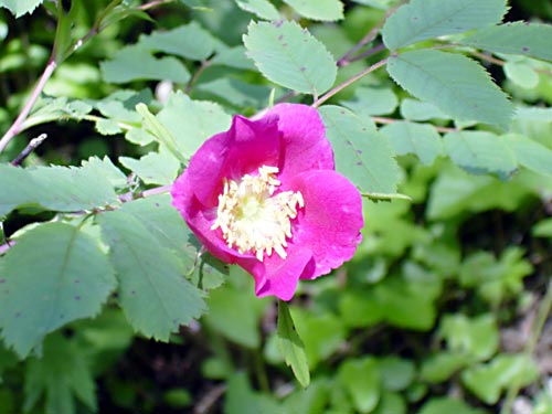 cliquez ici pour fermer la fen&ecirc;tre