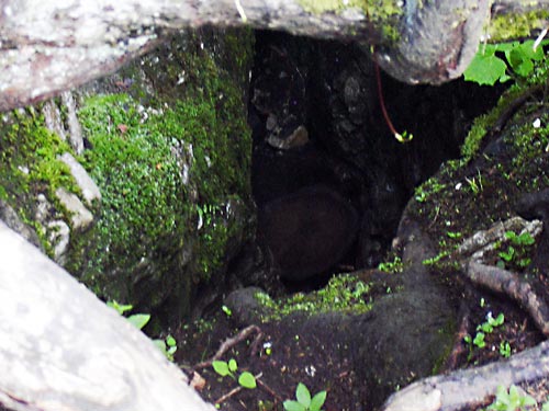 cliquez ici pour fermer la fen&ecirc;tre