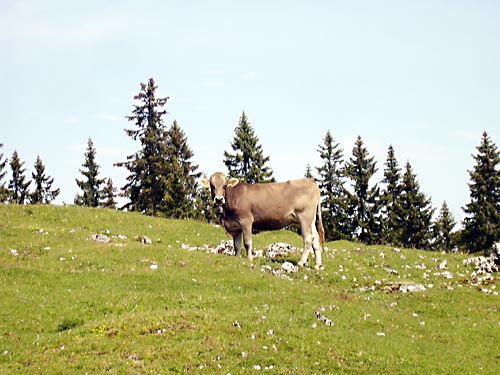 cliquez ici pour fermer la fen&ecirc;tre