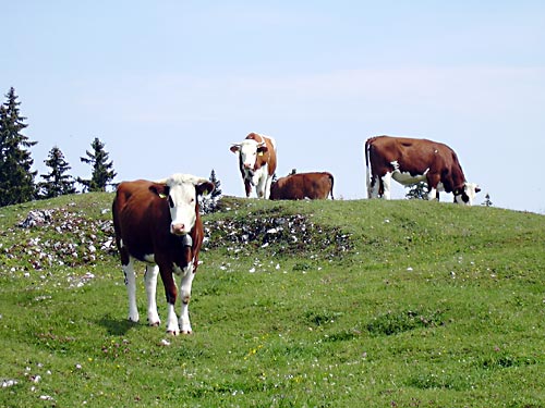 cliquez ici pour fermer la fen&ecirc;tre