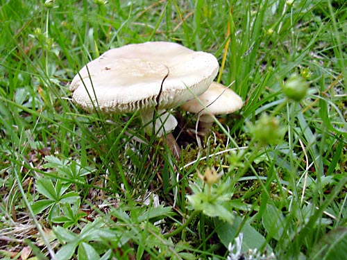 cliquez ici pour fermer la fen&ecirc;tre