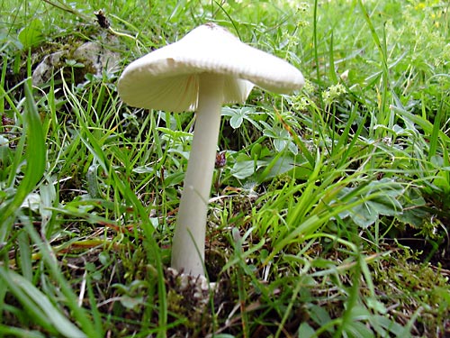 cliquez ici pour fermer la fen&ecirc;tre