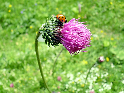 cliquez ici pour fermer la fen&ecirc;tre