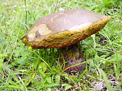 cliquez ici pour fermer la fen&ecirc;tre