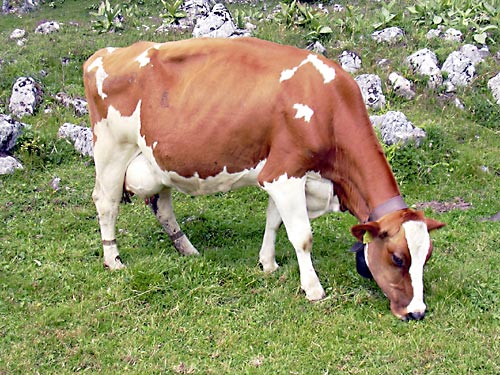 cliquez ici pour fermer la fen&ecirc;tre