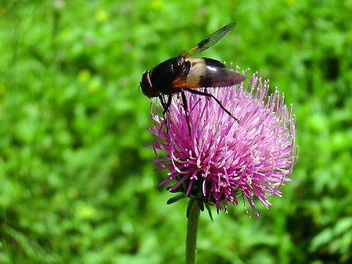 cliquez ici pour fermer la fen&ecirc;tre