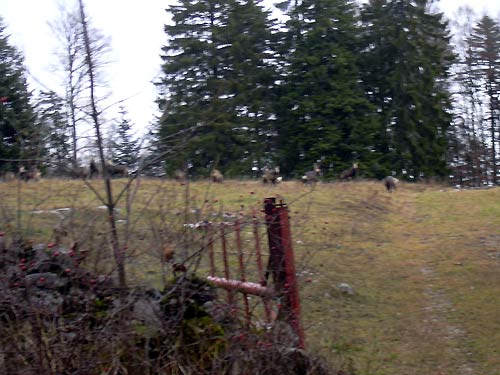 cliquez ici pour fermer la fen&ecirc;tre