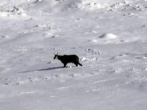 cliquez ici pour fermer la fen&ecirc;tre