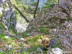 Cliquer pour agrandir