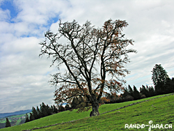 Cliquer pour agrandir