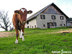 Cliquer pour agrandir