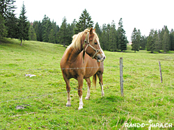 Cliquer pour agrandir