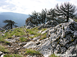 Cliquer pour agrandir