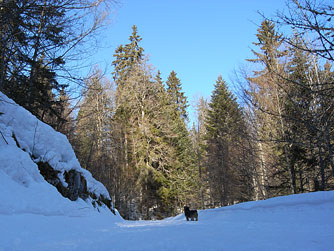 Cliquer pour agrandir