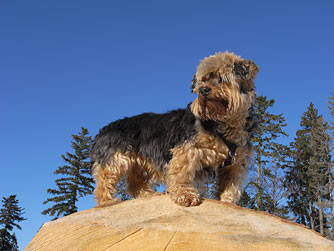 Cliquer pour agrandir