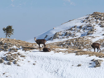 Cliquer pour agrandir