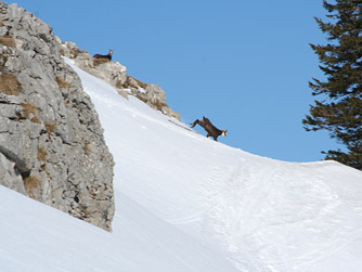 Cliquer pour agrandir