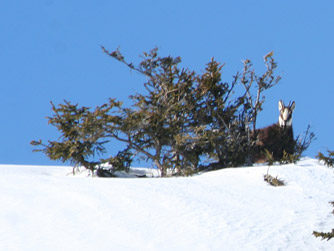 Cliquer pour agrandir