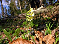 Cliquer pour agrandir