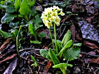 Cliquer pour agrandir