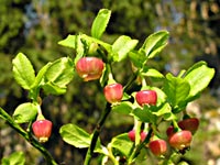 Cliquer pour agrandir