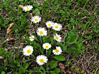 Cliquer pour agrandir