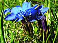 Cliquer pour agrandir