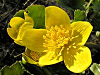 Cliquer pour agrandir