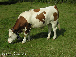 Cliquer pour agrandir