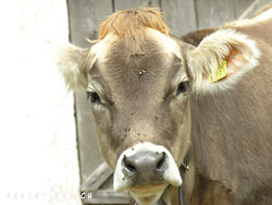 Cliquer pour agrandir