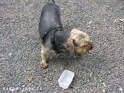 Cliquer pour agrandir