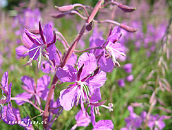 Cliquer pour agrandir