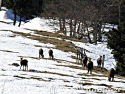 Cliquer pour agrandir