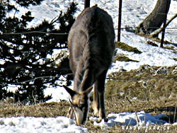 Cliquer pour agrandir